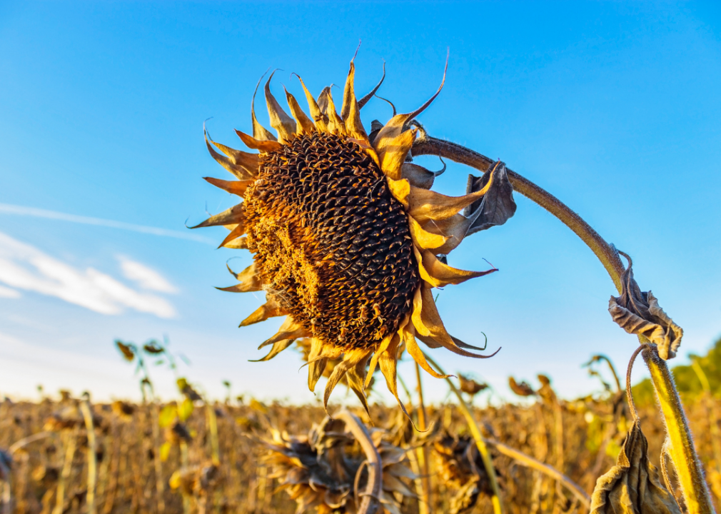 #14. Sunflower